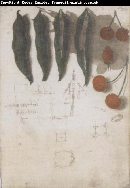Leonardo  Da Vinci Pod of cherry and forest strawberry